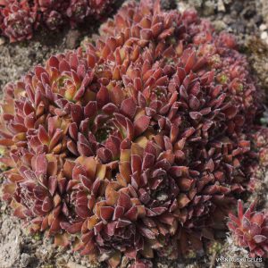 ‘Pacific Second Tree'