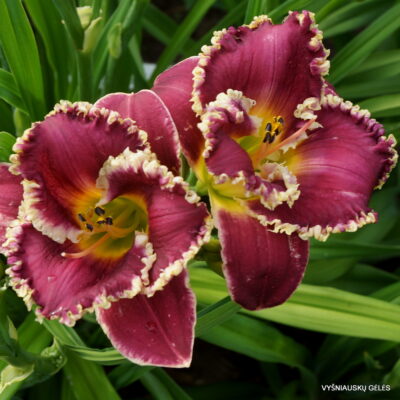 Daylily 'Forbidden Territory' (2)