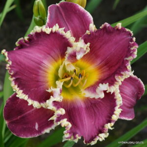 Daylily 'Forbidden Territory'