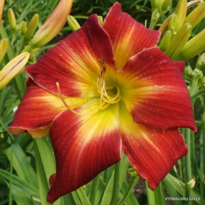Daylily 'Ribbons and Curls'
