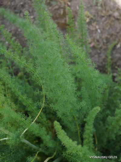 Ferulago sylvatica ssp.confusa