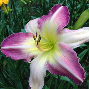 'Heavenly Mr. Fantastic'