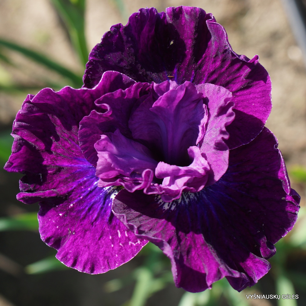 Iris-sibirica-Werderwein