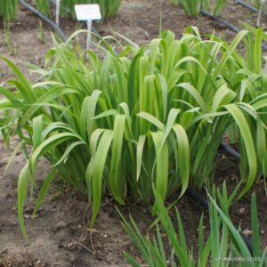 Iris versicolor 'Cascade Mist' (2)