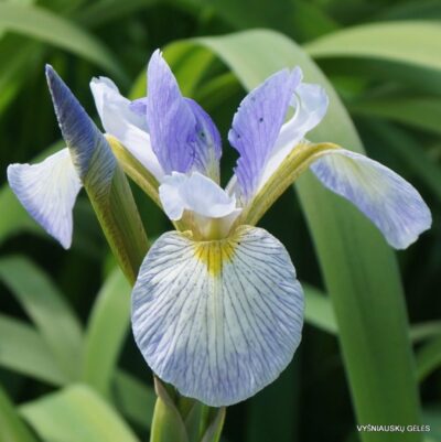 Iris versicolor 'Cascade Mist'
