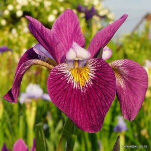 Iris versicolor