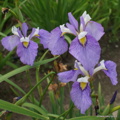 Iris x biversata 'Enfant Prodige' (2)