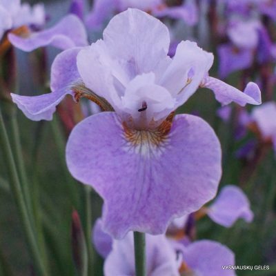 Iris x sibtosa 'Lavender Landscape'