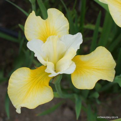 Iris x sibtosa 'Northern Yellow' (2)