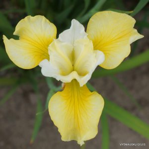Iris x sibtosa 'Northern Yellow'