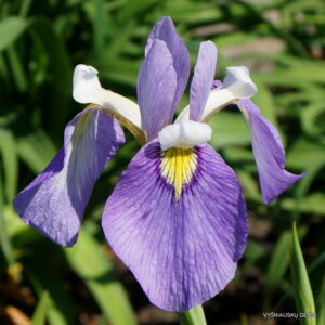 Iris × biversata ‘Enfant Prodige’
