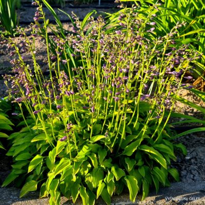 Ki Nakafu Otome’ (2)