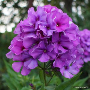 Phlox-‘Uralskii-Samotsvet‘-1