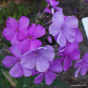 Phlox-‘Vechernyaya-Pesnya‘