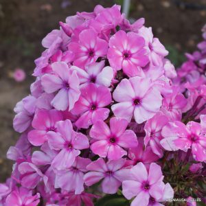 Phlox-‘Vereskovyi-Med‘