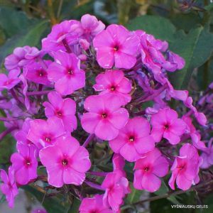 Phlox-‘Vishenka‘