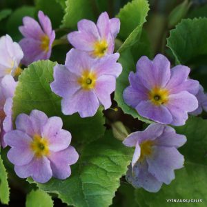 Raktažolė 'Kinlough Beauty'