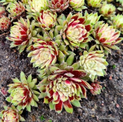 Sempervivum ‘Jubilee Tricolor'