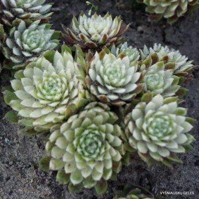 Sempervivum ‘Jubilee Tricolor’ (3)