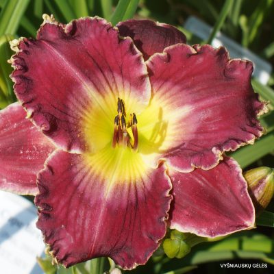 Viendienės 'All of My Love to You' (2)