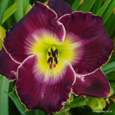 Viendienės 'All of My Love to You'