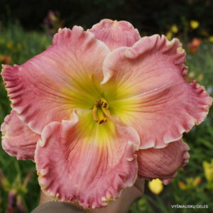 Viendienės 'America The Beautiful'