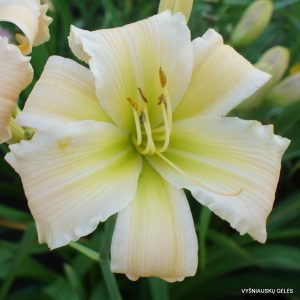 Viendienės 'Boitzer Nordlicht'