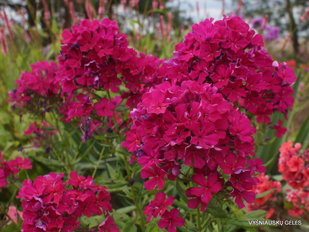 флокс метельчатый геркулес. флокс вишневый. флокс метельчатый граф вишня. флокс вишневый. флокс метельчатый пурпурная малышка.