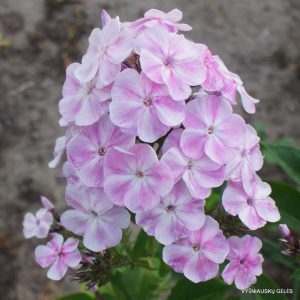 flioksai ‘Adazhio‘