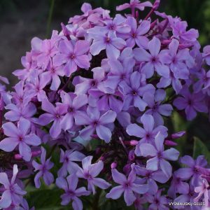 flioksai ‘Begushchaya po Volnam‘