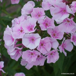 flioksai ‘Beranger‘