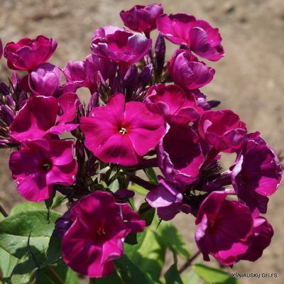 flioksai ‘Bordovyi Velikan‘ (2)