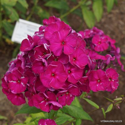 flioksai ‘Bordovyi Velikan‘