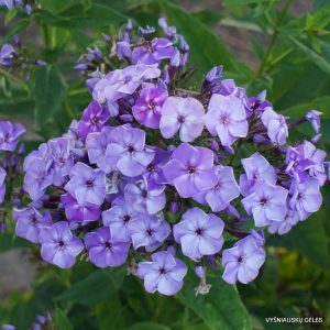 flioksai ‘Busy Golubye‘