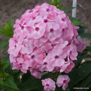 flioksai ‘Detskie Sny‘