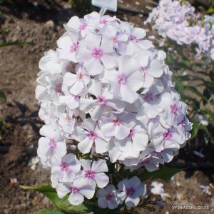 flioksai ‘Druzhok‘