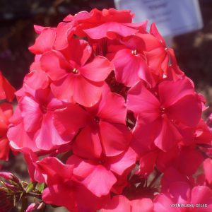 flioksai ‘Frant‘