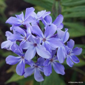 flioksai ‘Gordost Rossii‘