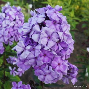 flioksai ‘Gotika‘