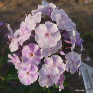 flioksai ‘Hans Vollmöller‘