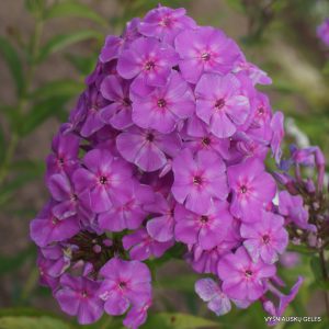 flioksai ‘Igor Severyanin‘