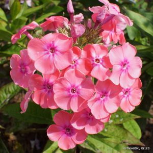 flioksai ‘Irina’