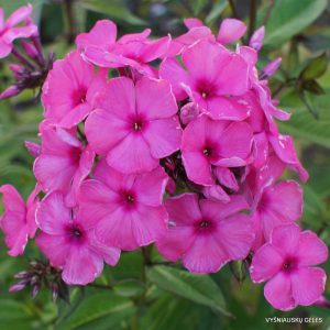 flioksai ‘Kirschsorbet‘