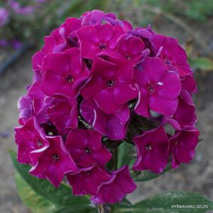 flioksai ‘Koldun‘