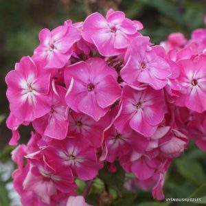 flioksai ‘Komsomolka‘