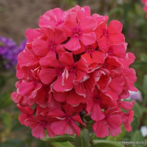 flioksai ‘Korall‘