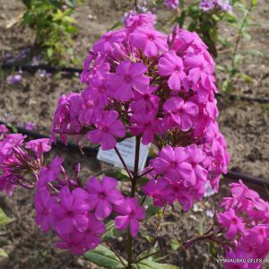 flioksai ‘Little’s Sweet Giant’