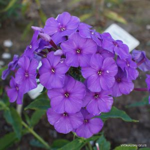 flioksai ‘Look Again‘