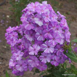 flioksai ‘Lyubimyi Vodolei‘