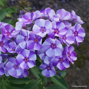 flioksai ‘Mark Shagal‘